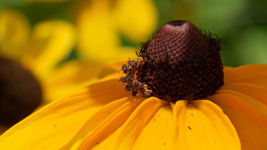 Rudbeckia hosts Beautiful but Weird Emerald Moth