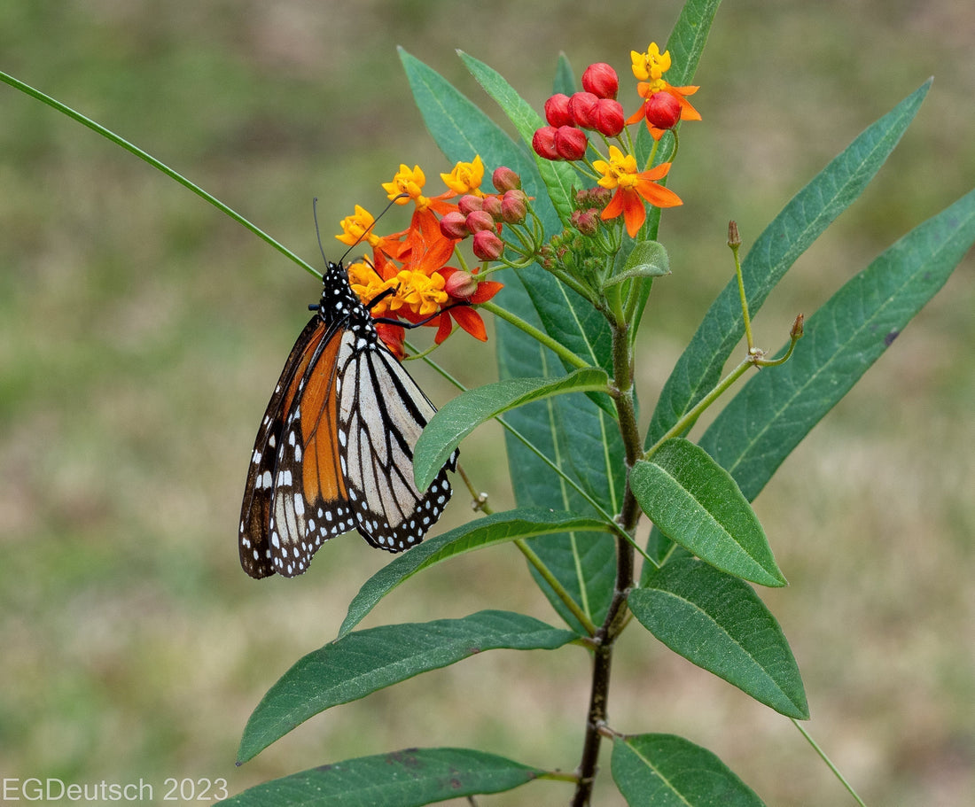 Monarch (Danus plexippus) on Tropical milkweed