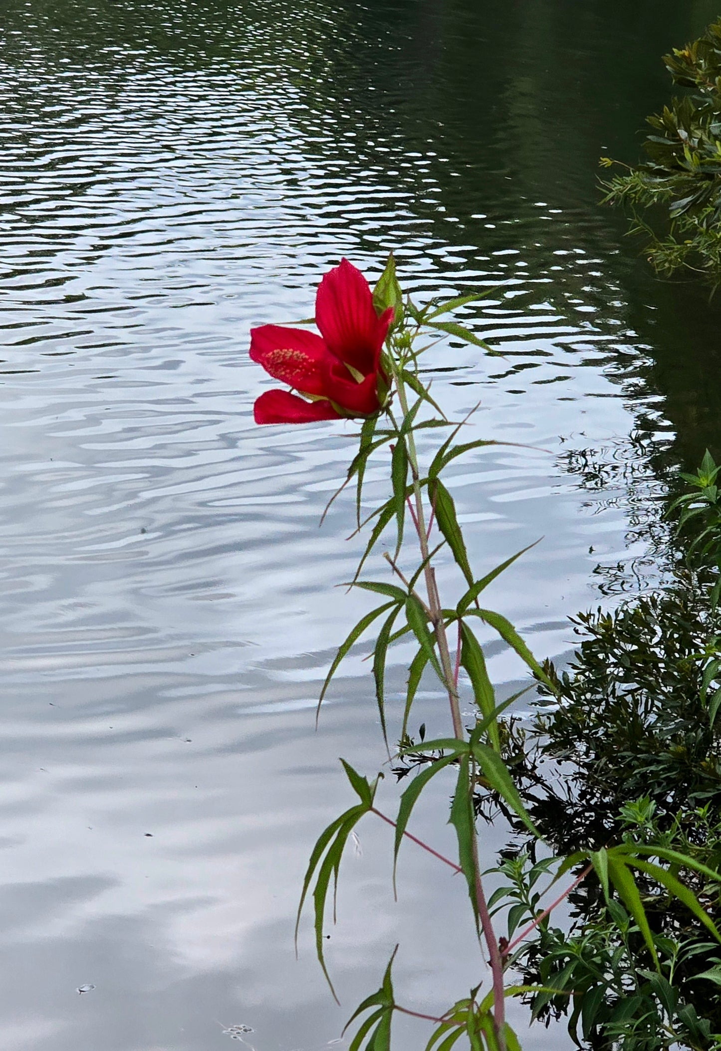 Scarlet Rosemallow - Hibiscus coccineus - Seed
