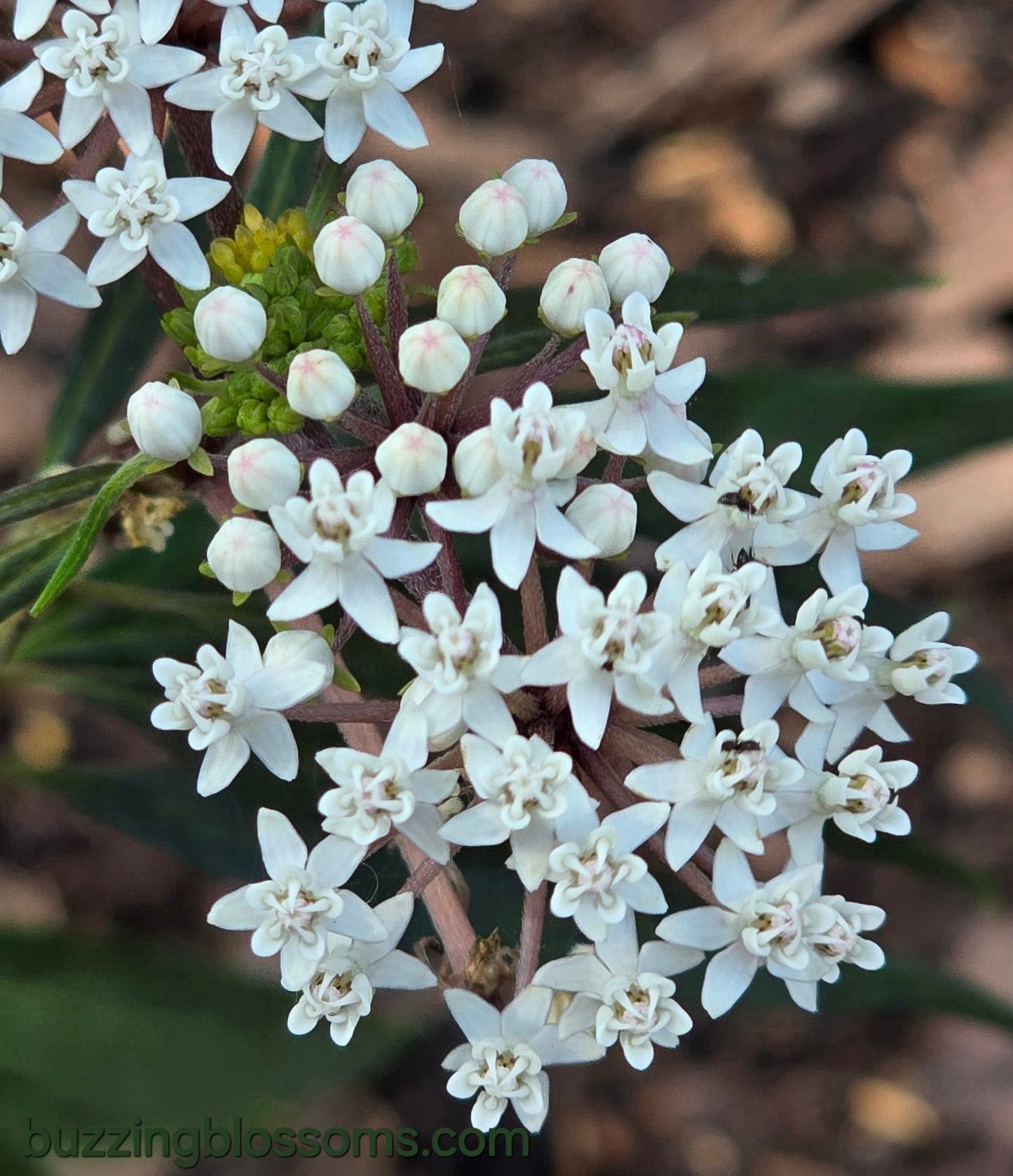 White Swamp Milkweed - Asclepias perennis - Plant