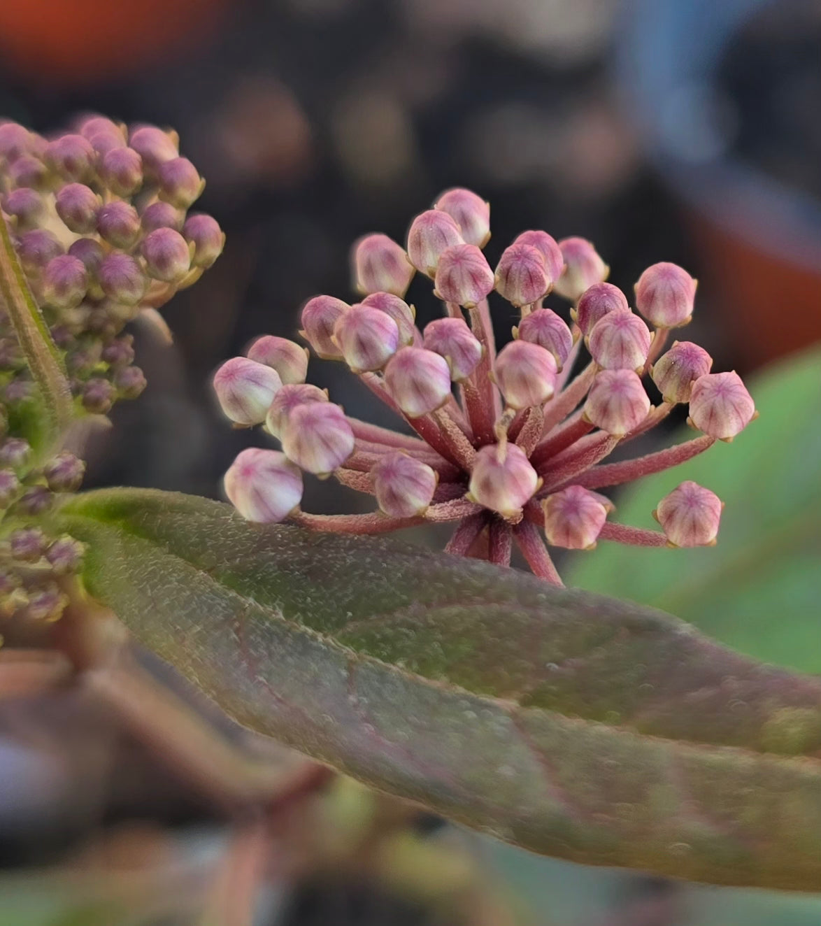 White Swamp Milkweed - Asclepias perennis - Plant