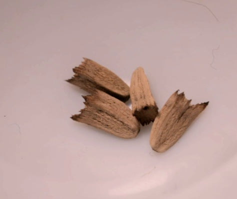 Purple Coneflower - Echinacea purpurea - Seed