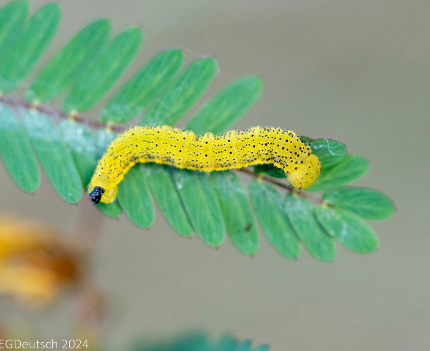 Partridge Pea - Chamaecrista fasciculata - Seed