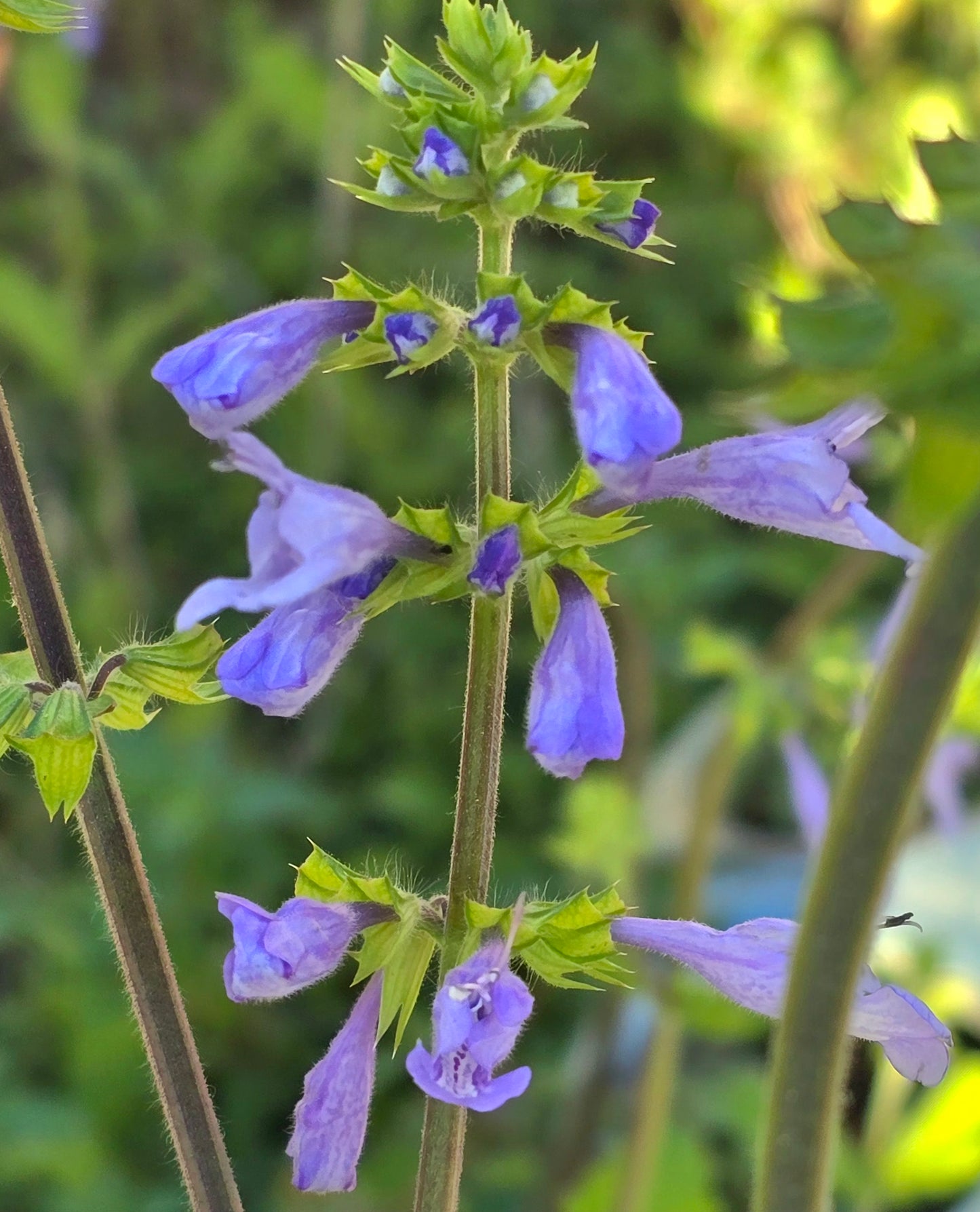 Lyreleaf Sage - Salvia lyrata - Seeds