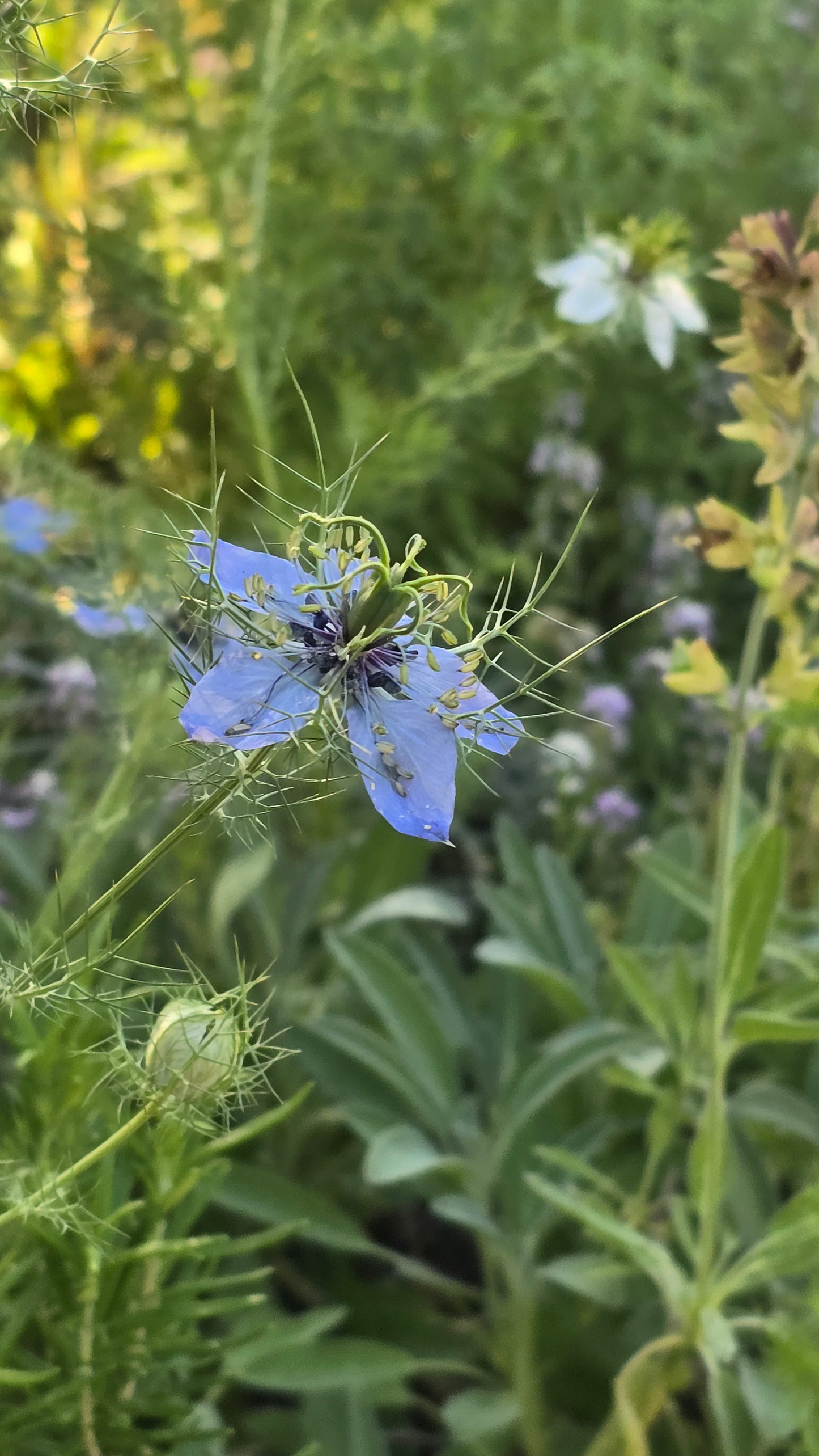 Love in a Mist - Nigella Damascena - Seed