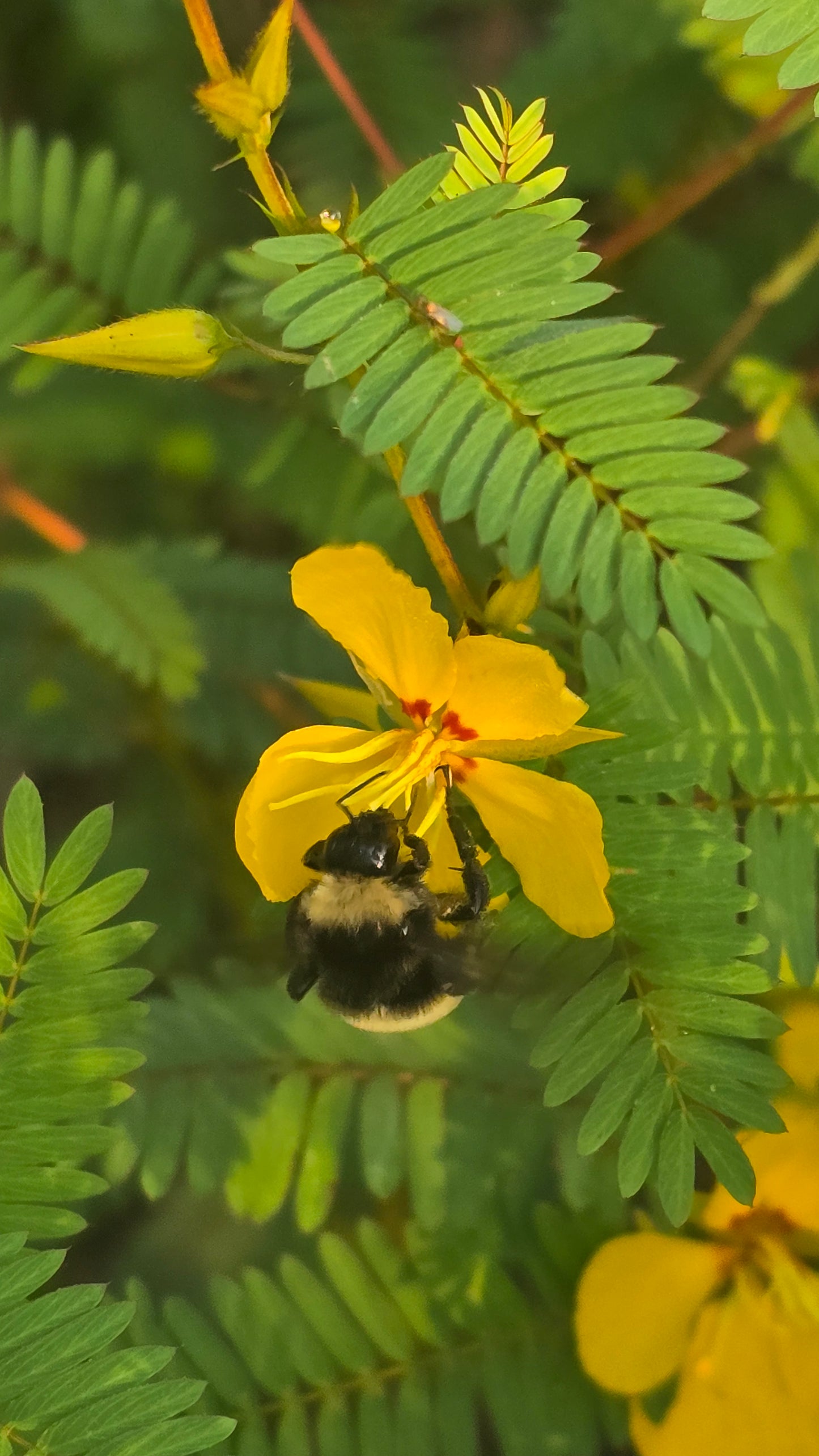Partridge Pea - Chamaecrista fasciculata - Seed