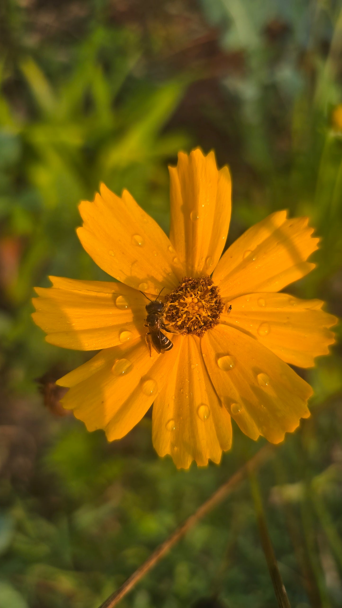 Lance-leaved Coreopsis - Coreopsis lanceolata -Seeds