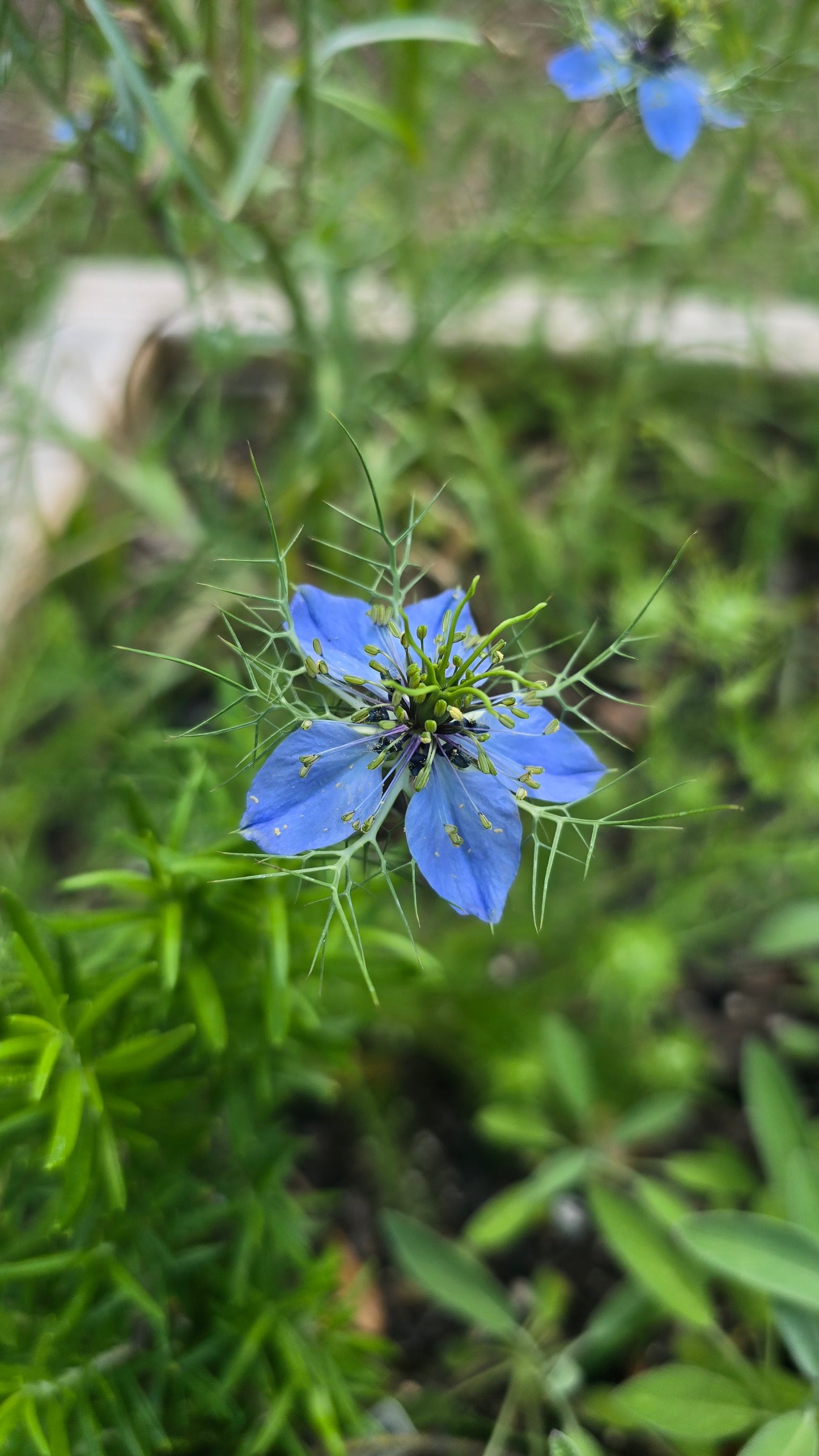 Love in a Mist - Nigella Damascena - Seed