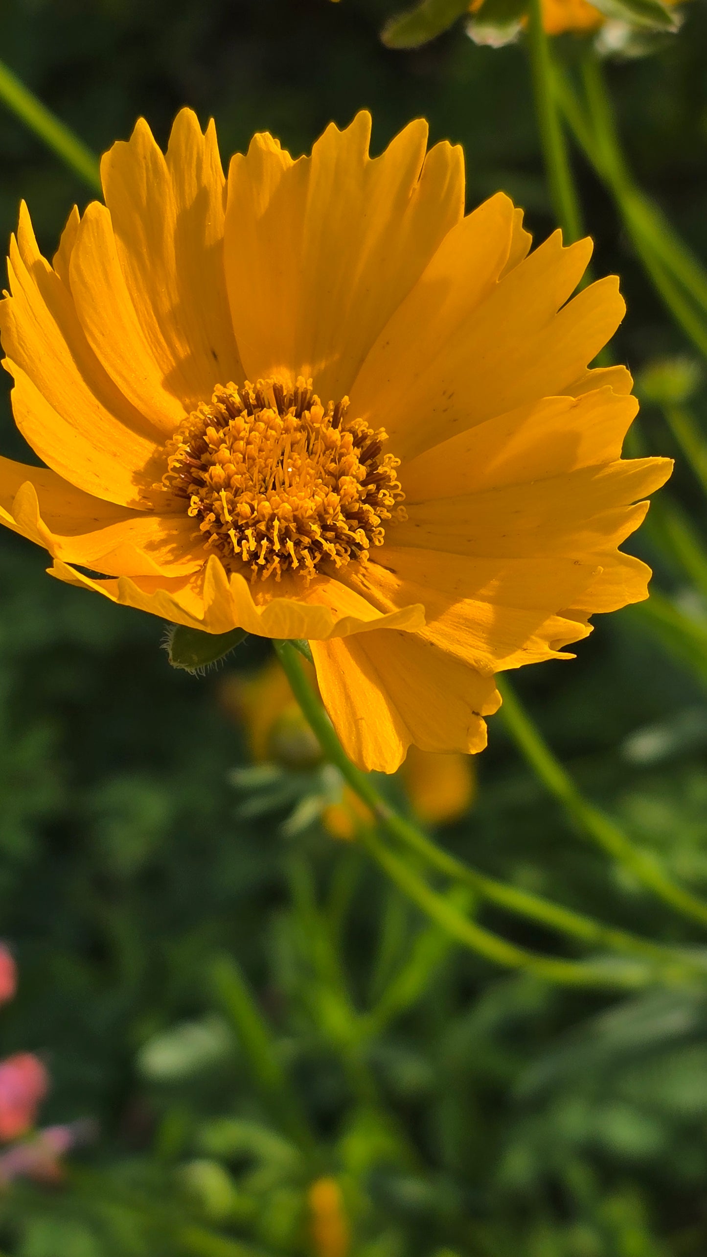 Lance-leaved Coreopsis - Coreopsis lanceolata -Seeds