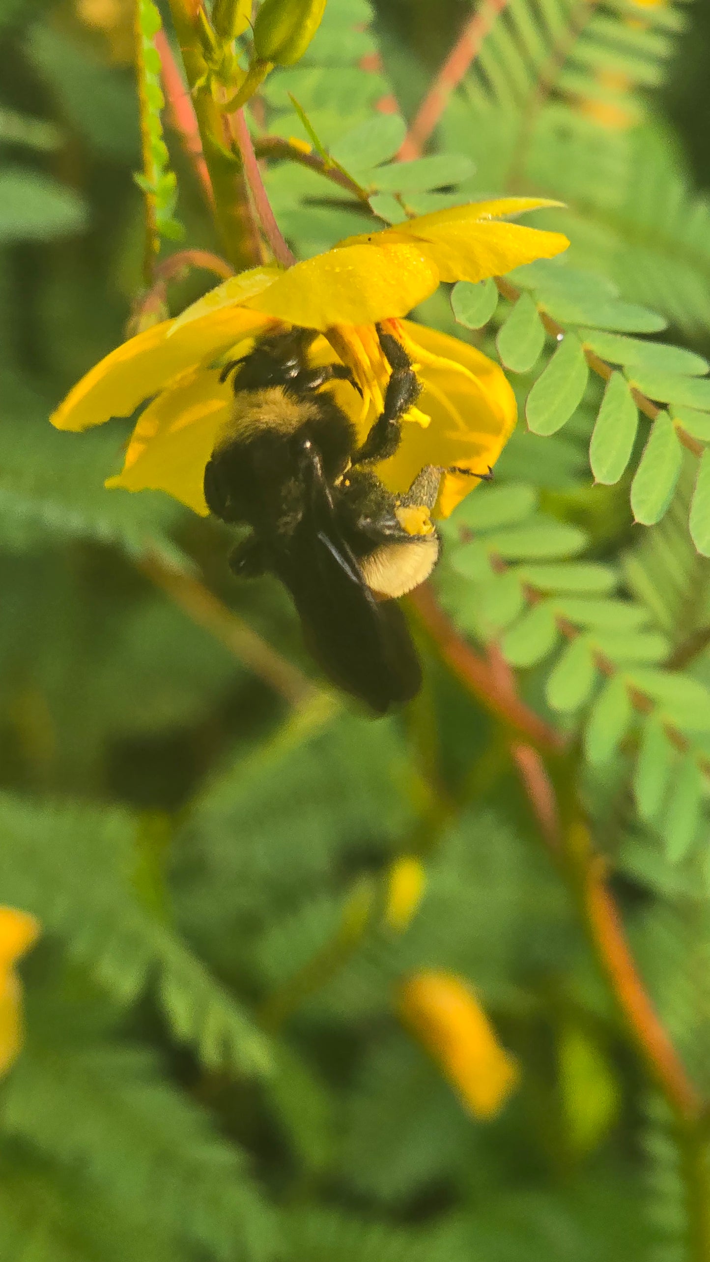 Partridge Pea - Chamaecrista fasciculata - Seed
