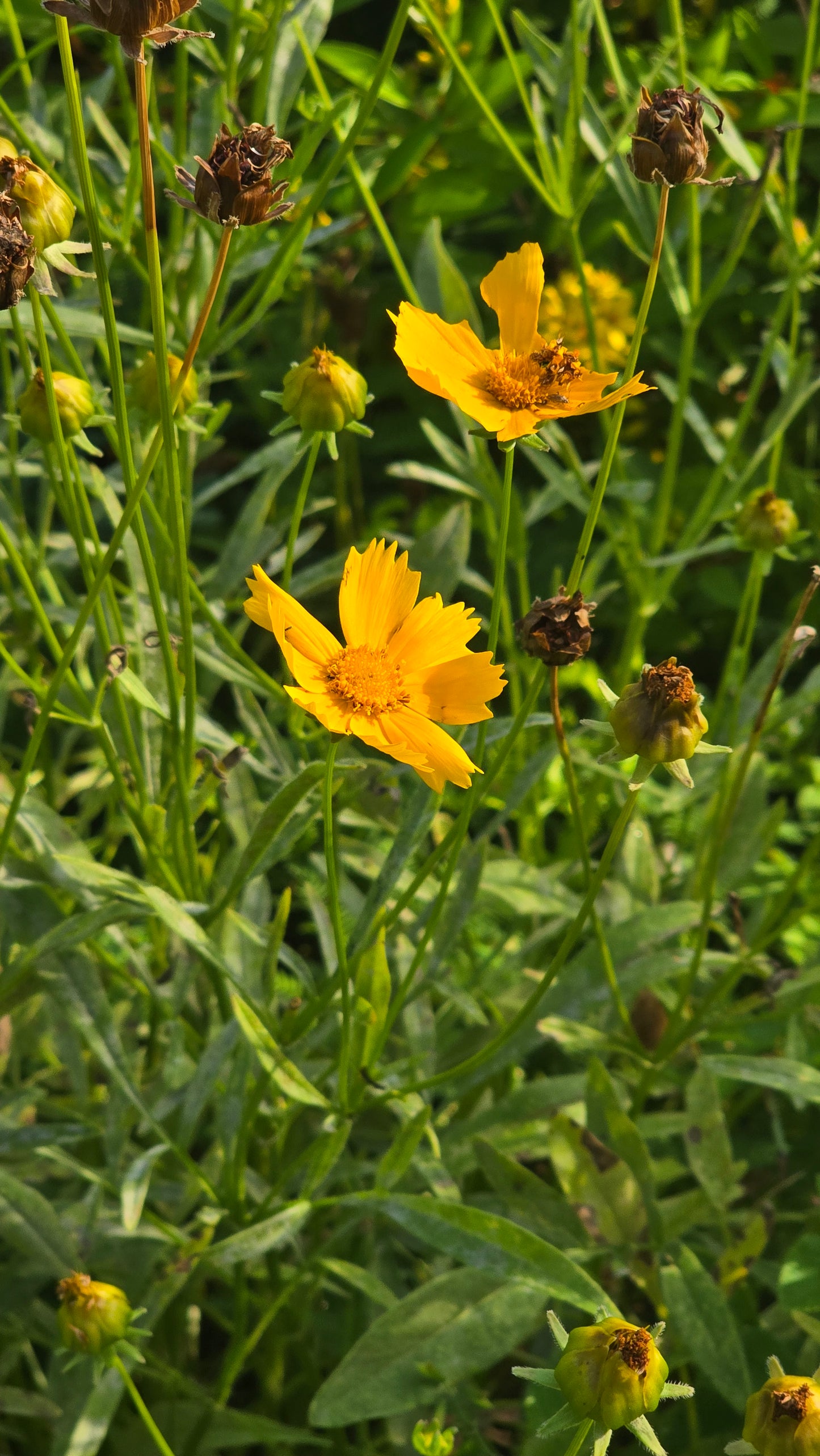 Lance-leaved Coreopsis - Coreopsis lanceolata -Seeds