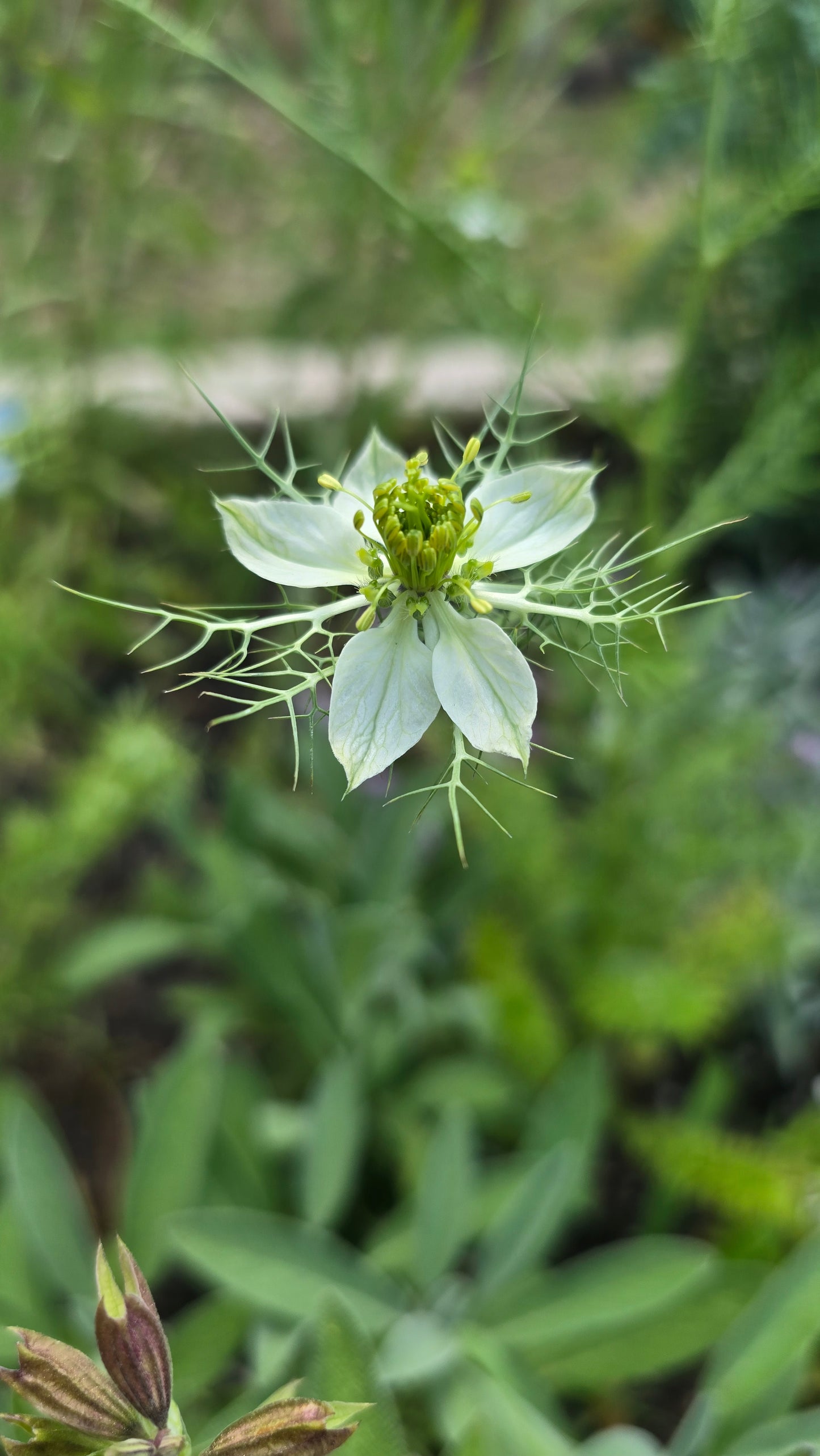 Love in a Mist - Nigella Damascena - Seed