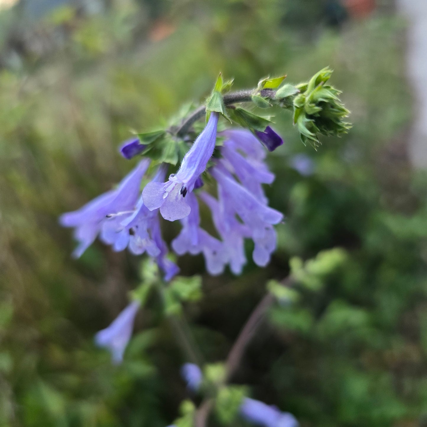 Lyreleaf Sage - Salvia lyrata - Seeds