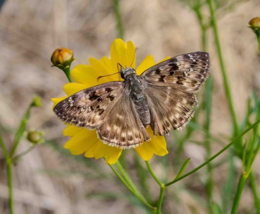 Lance-leaved Coreopsis - Coreopsis lanceolata -Seeds