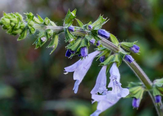 Lyreleaf Sage - Salvia lyrata - Seeds