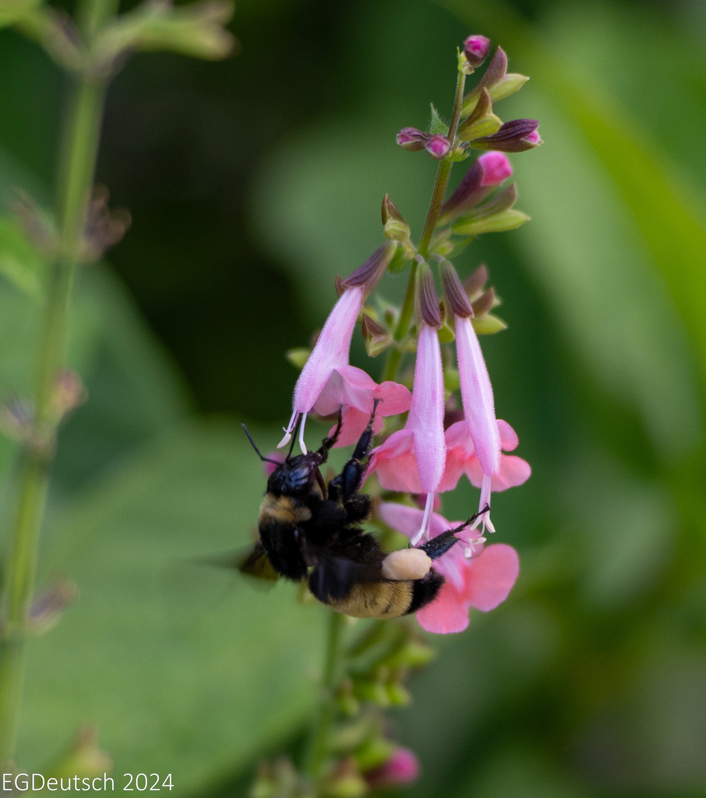 Tropical Sage - Salvia coccinea - Seed