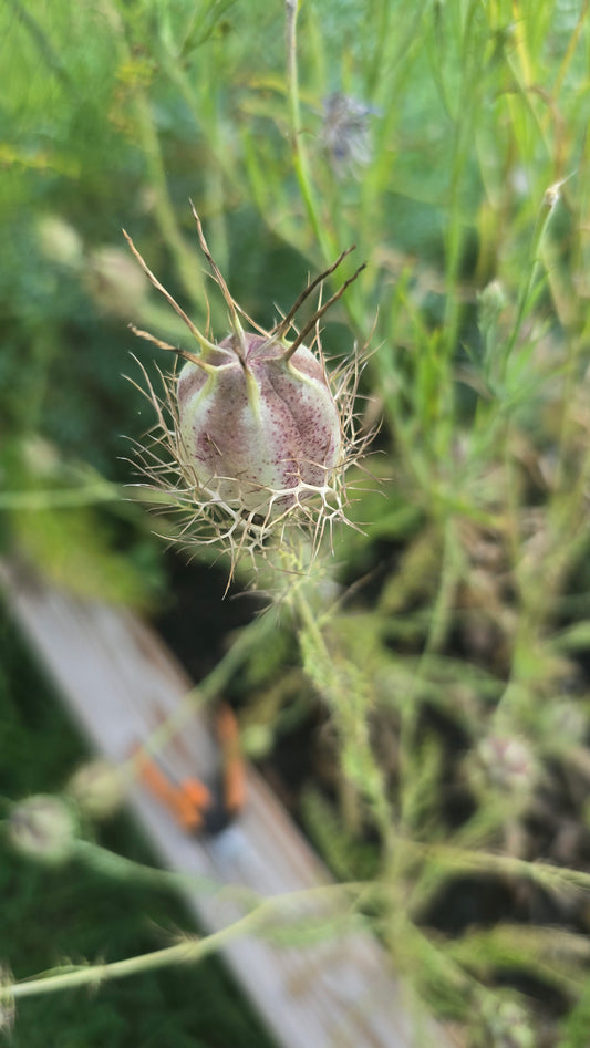 Love in a Mist - Nigella Damascena - Seed